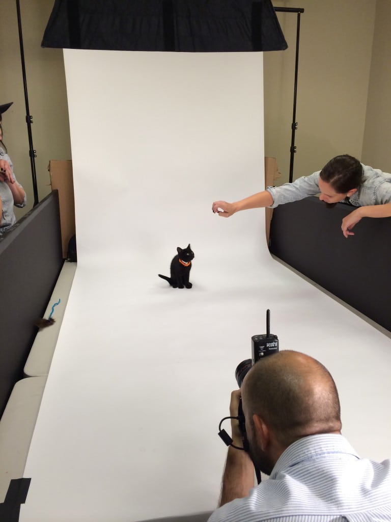 And of course, a kitty photo shoot.