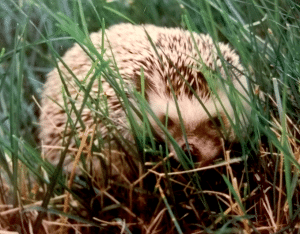 rudy the hedgehog