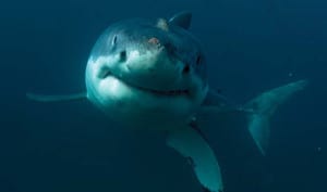 Discovery Channel jumps back into the water with its 29th ‘Shark Week’ on July 23. This is the first year in the franchise’s history that Shark Week will sync up around the world, airing during the same week on Discovery Channel in more than 220 countries and territories.