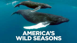 America's Wild Seasons: Spring